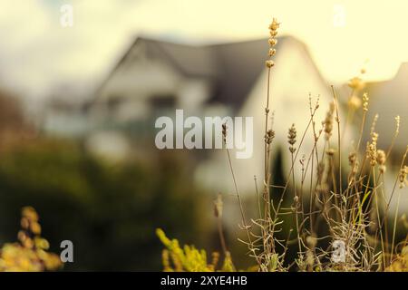 Lavendel, getrocknet, Balkonpflanzen, Wintertag, mild, sonnig Stockfoto