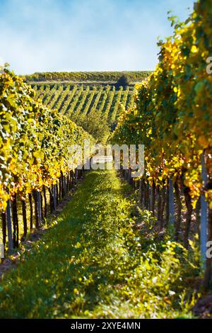 Weinberge mit Reifen Trauben im Herbst Stockfoto