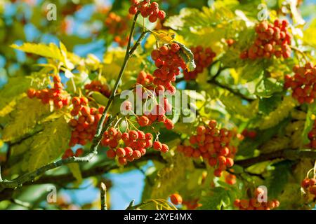 Reife vogelbeeren im Herbst Stockfoto