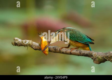 Eisvogel schlägt den Fisch auf dem Zweig Stockfoto