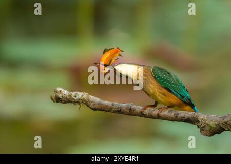 Eisvogel auf einem Ast mit einem Fisch im Schnabel Stockfoto