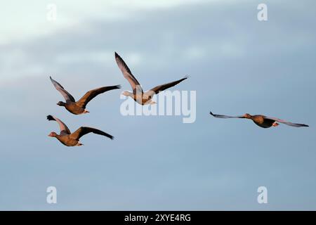 Graugänse am Abendhimmel Stockfoto