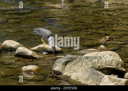 Streifenreiher auf dem Fluss auf der Suche nach Fischen im Wasser Stockfoto