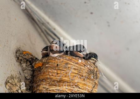 Schlucken Sie Babys im Nest, die auf Nahrung warten Stockfoto