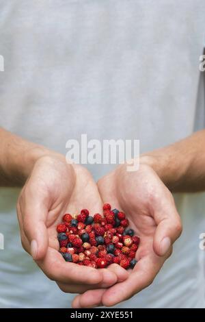 Close-Up Herrenhände halten Beeren von wilden Erdbeeren und Heidelbeeren in den Handflächen Stockfoto