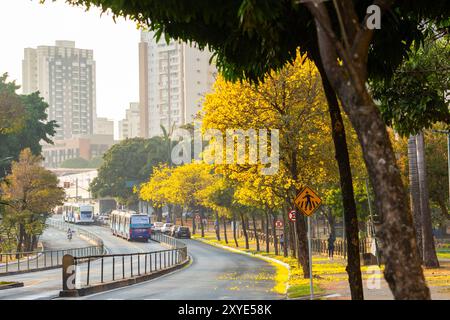 Goiania, Goias, Brasilien – 28. August 2024: Kurve auf einer Avenida Anhanguera voller gelber ipe-Bäume. Stockfoto