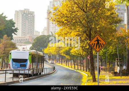 Goiania, Goias, Brasilien – 28. August 2024: Kurve auf einer Avenida Anhanguera voller gelber ipe-Bäume. Stockfoto