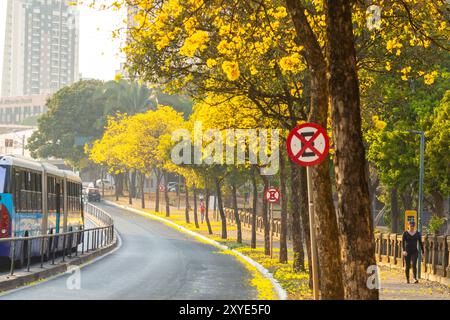 Goiania, Goias, Brasilien – 28. August 2024: Kurve auf einer Avenida Anhanguera voller gelber ipe-Bäume. Stockfoto