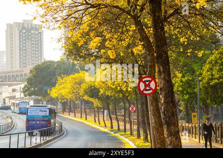 Goiania, Goias, Brasilien – 28. August 2024: Kurve auf einer Avenida Anhanguera voller gelber ipe-Bäume. Stockfoto