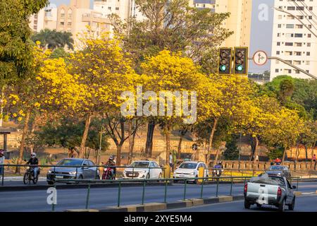 Goiania, Goias, Brasilien – 28. August 2024: Ein sehr schöner Abschnitt der Avenida Anhanguera während der Ruhe der gelben ipes. Stockfoto