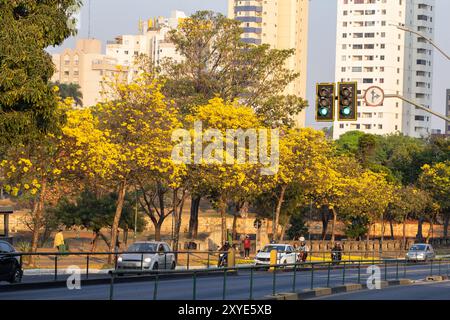 Goiania, Goias, Brasilien – 28. August 2024: Ein sehr schöner Abschnitt der Avenida Anhanguera während der Ruhe der gelben ipes. Stockfoto