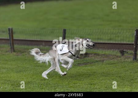 Windhundrennen Stockfoto