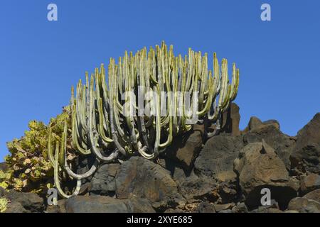 Saftiger Busch mit Kanarischen Inseln (Euphorbia canariensis) und Opuntia auf Lavafelsen vor blauem Himmel bei Punta de Teno, Insel-Nordwesten, Tener Stockfoto