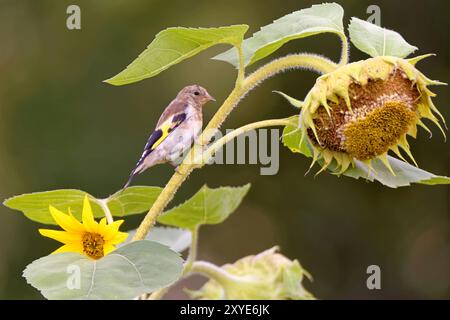 Goldfinch auf einer Sonnenblume Stockfoto