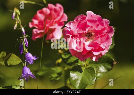 Rosa rote Rose Blume sonnigen Tag auf verschwommenem Hintergrund grün vertikalen Foto. Selektiver Fokus Stockfoto