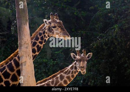 Zwei Giraffen (Giraffa camelopardalis angolensis) in Lissabon Stockfoto