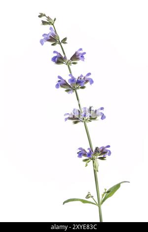 Künstlerische Nahaufnahme von Salbei (Salvia officinalis), blühende Pflanze mit violetten Blüten, isoliert auf weiß Stockfoto