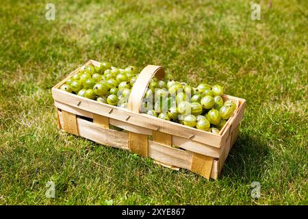 Korb mit frisch geernteten Stachelbeeren auf einer Wiese Stockfoto