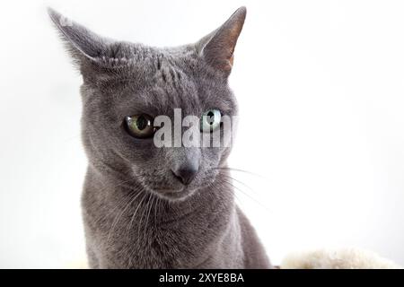 Elegante russische blaue Stammkatze auf Lammfell Stockfoto