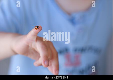 Marienkäfer auf der Hand eines kleinen Jungen Stockfoto