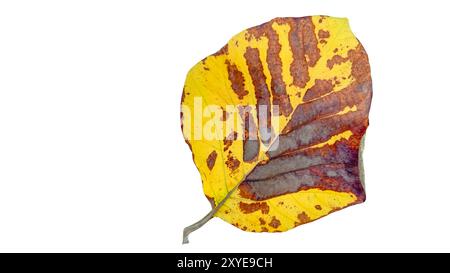 Aus Teakholz auf weißem Hintergrund mit Beschneidungspfaden ausschneiden. Die detaillierten Adern und die satte gelbe Farbe der Blätter sind deutlich sichtbar, Highlighti Stockfoto