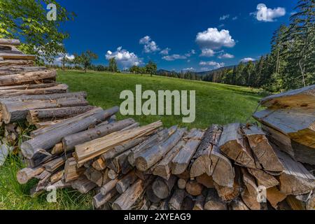 Alte Bäume, die im Wald in den Bergen gehauen wurden, bereiteten Treibstoff für den Winter vor, heizten das Haus mit Holz Stockfoto