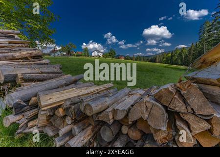 Alte Bäume, die im Wald in den Bergen gehauen wurden, bereiteten Treibstoff für den Winter vor, heizten das Haus mit Holz Stockfoto