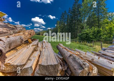 Alte Bäume, die im Wald in den Bergen gehauen wurden, bereiteten Treibstoff für den Winter vor, heizten das Haus mit Holz Stockfoto