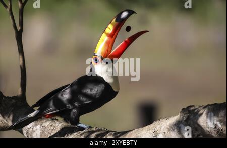 Ein riesiger Tukan isst eine Frucht im Pantanal-Sumpf, Brasilien, Südamerika Stockfoto