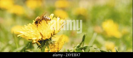 Honey Bee mit gelben Pollen, Nektar sammeln von Löwenzahn Blume abgedeckt. Wichtig für Umwelt Ökologie Nachhaltigkeit. Platz kopieren Stockfoto