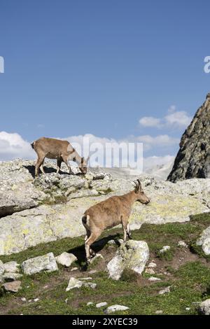 Jungfrau Alpinbock (Capra Steinbock) mit einem Jungen, das auf den hohen Felsen in den Bergen von Dombay gegen die Felsen steht. Nordkaukasus. Russland Stockfoto