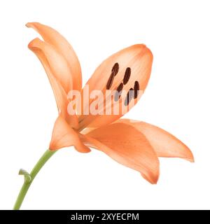 Orange asiatische Lilienblüte, Nahaufnahme isoliert auf weiß Stockfoto