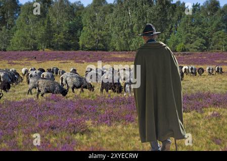 Heidehirte mit seinen Schafen, Lüneburger Heide, Niedersachsen, Deutschland, Europa Stockfoto