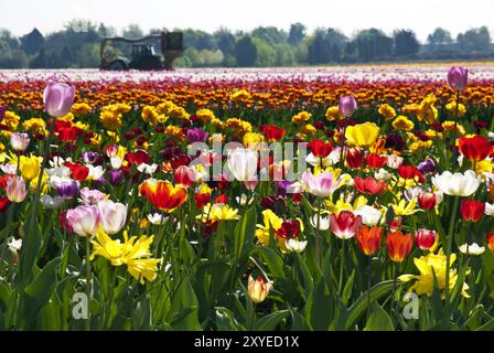 Tulpenernte Stockfoto