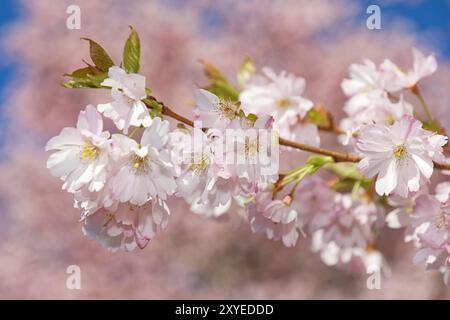 Japanische Zierkirsche Stockfoto