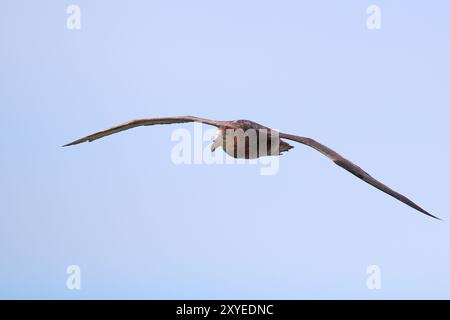 Southern Giant Petrel Stockfoto