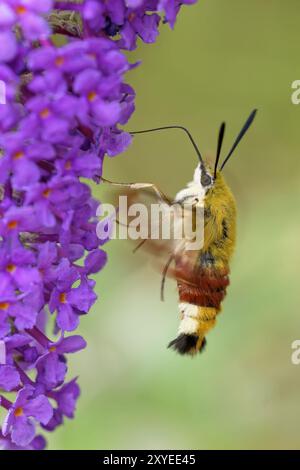 Hummel-Falken-Motte auf dem Sommerlila Stockfoto