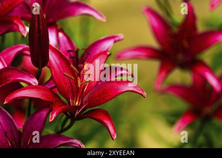 Schöne rote Lilie auf einem natürlichen grünen Hintergrund im Garten Stockfoto