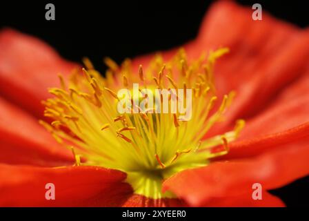 Rot (Papaver Nudicaule), Einzelblume nah oben Stockfoto