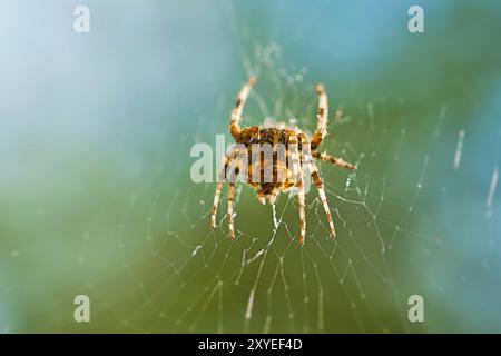 Die Spinne im Netz warten auf Beute Stockfoto