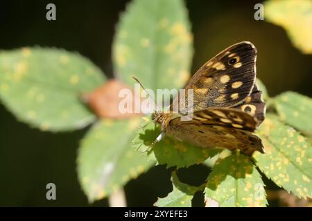 Spielbrett im Wald Stockfoto