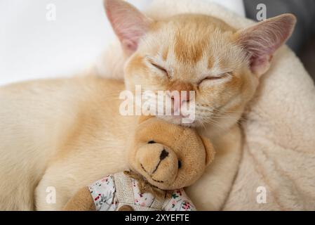 Das entzückende burmesische Ingwer-Kätzchen schläft in einem weißen Bett und umarmt einen Teddybären auf einem weichen Kissen. Nahaufnahme. Stockfoto