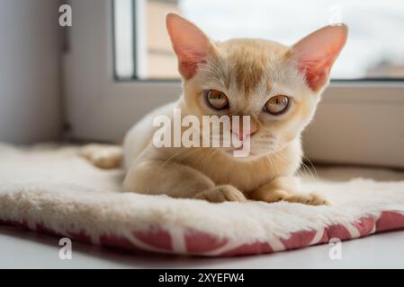 Burmesische rote Kätzchen, die auf der Fensterbank ruhen. Die Katze liegt auf einem Katzenbett am Fenster. Stockfoto