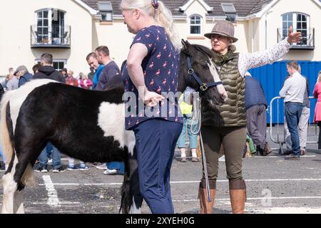 Dame im Tweed-Stil Landhut und Landkleidung mit kleiner dunkler Schokolade und weißem Pferd. Ballycastle, Großbritannien - 24. August 2024. Stockfoto