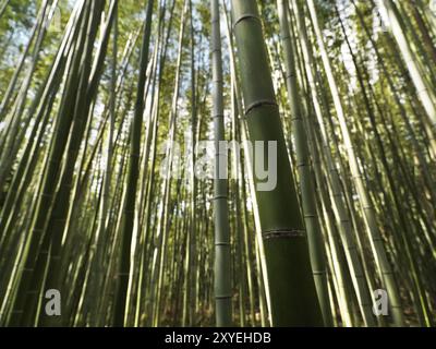 Arashiyama Bambuswald Nahaufnahme von Bambuskulmen in Kyoto, Japan, Asien Stockfoto