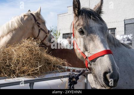 Graues Pferd aus der Nähe, Porträtkopf, neugierig, blauer Himmel, sonniger Tag auf der Ould Lammas Fair. Ballycastle, Großbritannien - 26. August 2024: Stockfoto