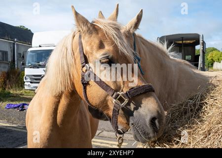 Zwei braune Pferde, ein Gesicht zur Kamera, das nach unten blickt, nah neben losem Stroh. Heller, sonniger Tag, Sommer. Ballycastle, Großbritannien - 26. August 2024. Stockfoto