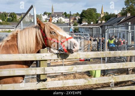 Neugieriges braunes und weißes Pferd, Blick auf die Kamera, Blick auf die Straßen der Stadt Touristen, die das Pferdehandelsgebiet besuchen. Ballycastle, Großbritannien - 26. August 2024. Stockfoto