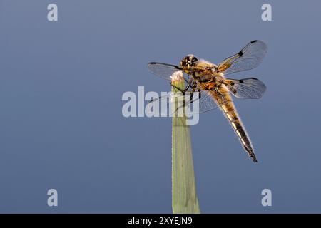 Große Damselfliege Stockfoto