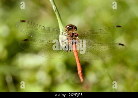 Gemeine Jungfliege Stockfoto